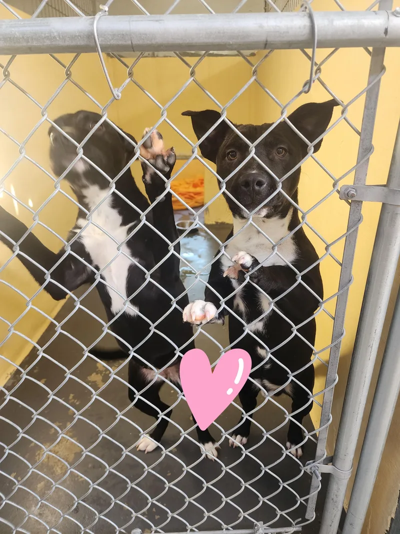 An adult medium-sized female Pit Bull Terrier dog named And for adoption in Ridgecrest, CA