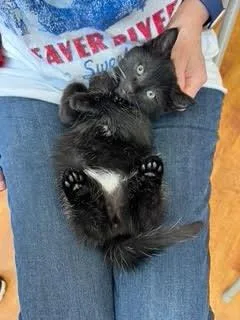 A baby small-sized male Black Domestic Short Hair cat named Bumble for adoption in Oradell, NJ