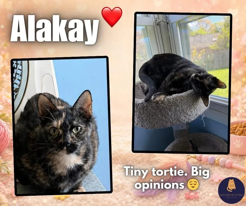 A young medium-sized female Tortoiseshell cat named Alakay for adoption in Enfield, CT
