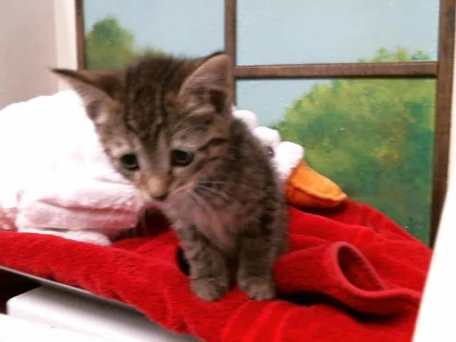 A baby small-sized female Domestic Short Hair cat named Carly for adoption in Houston, TX
