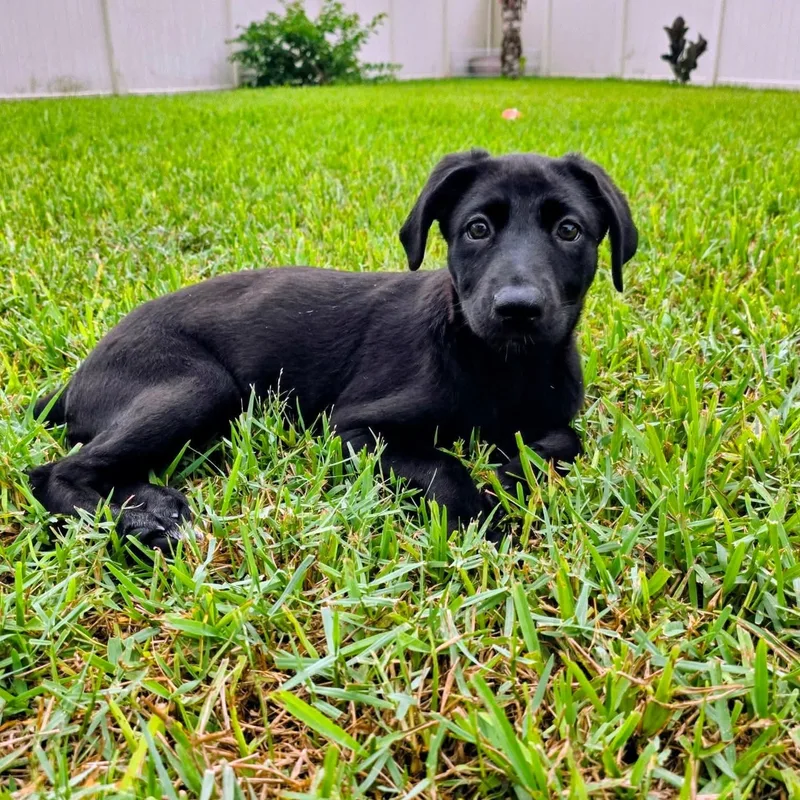 A baby medium-sized female German Shepherd Dog dog named Minnie for adoption in Melbourne , FL