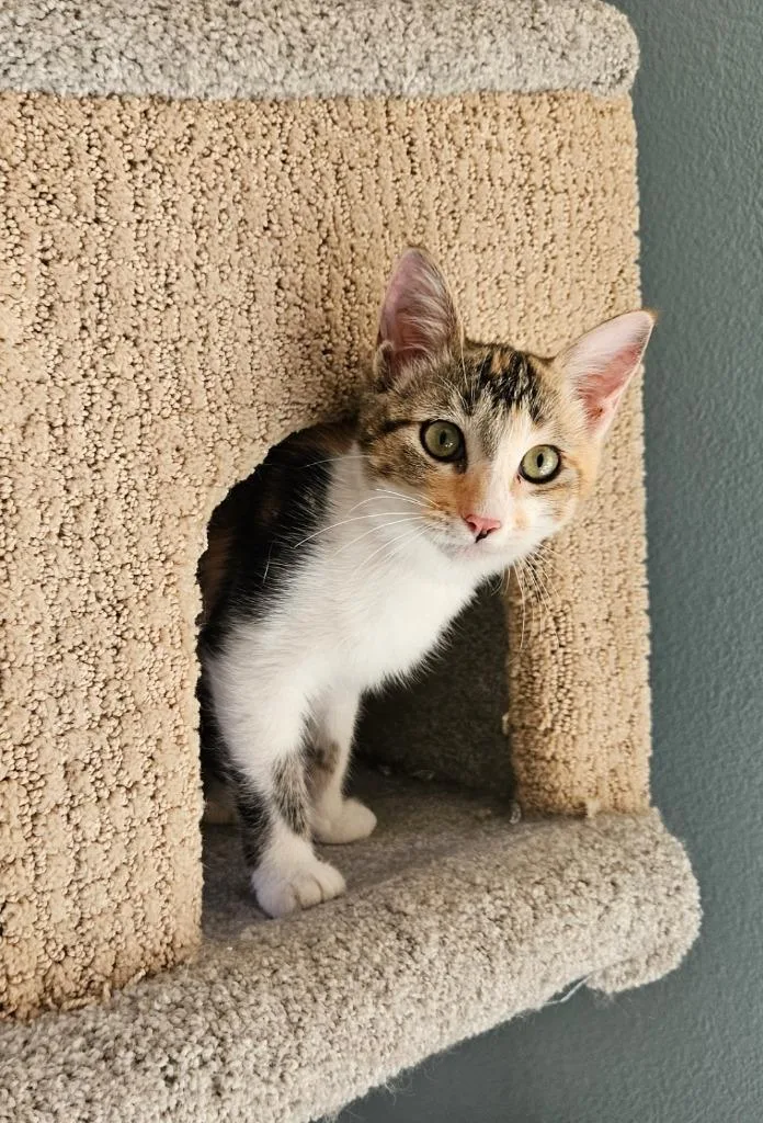 A baby small-sized female Domestic Short Hair cat named Primrose for adoption in San Jacinto, CA