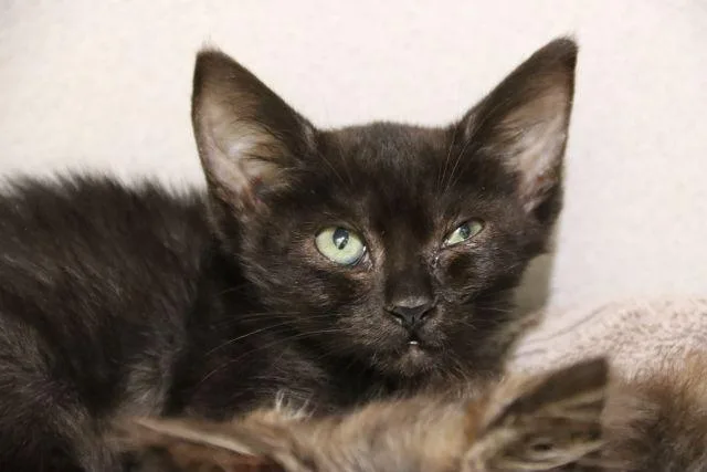 A baby small-sized female Domestic Short Hair cat named Lynx E Lu for adoption in Tucson, AZ