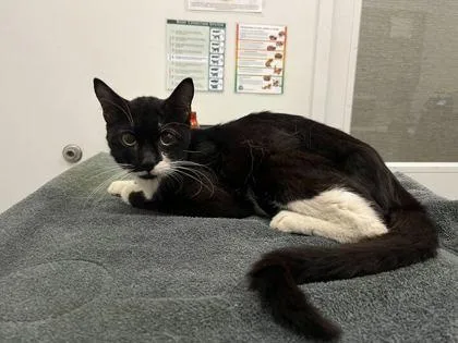 An adult medium-sized male Black Domestic Short Hair cat named Mister Scurvy for adoption in Kansas City, MO