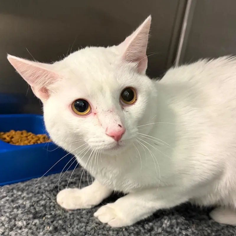 An adult medium-sized male White Domestic Short Hair cat named Casper for adoption in Lake Jackson, TX