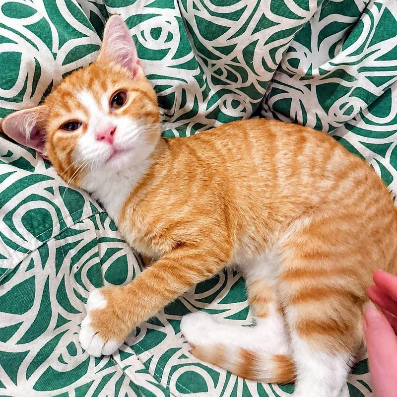 A baby small-sized male Tabby (Orange / Red) Domestic Short Hair cat named Biggie Smalls for adoption in Pittsburgh, PA