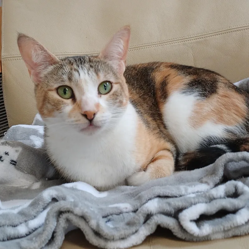 An adult medium-sized female Calico Domestic Short Hair cat named Makenzie for adoption in Renton , WA