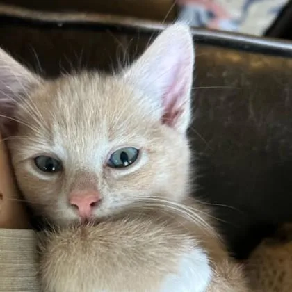 A baby small-sized male Buff / Tan / Fawn Domestic Short Hair cat named Juniper for adoption in Atlanta, GA