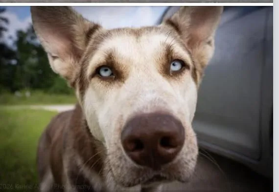 A young large-sized male Siberian Husky dog named Sully for adoption in York, PA
