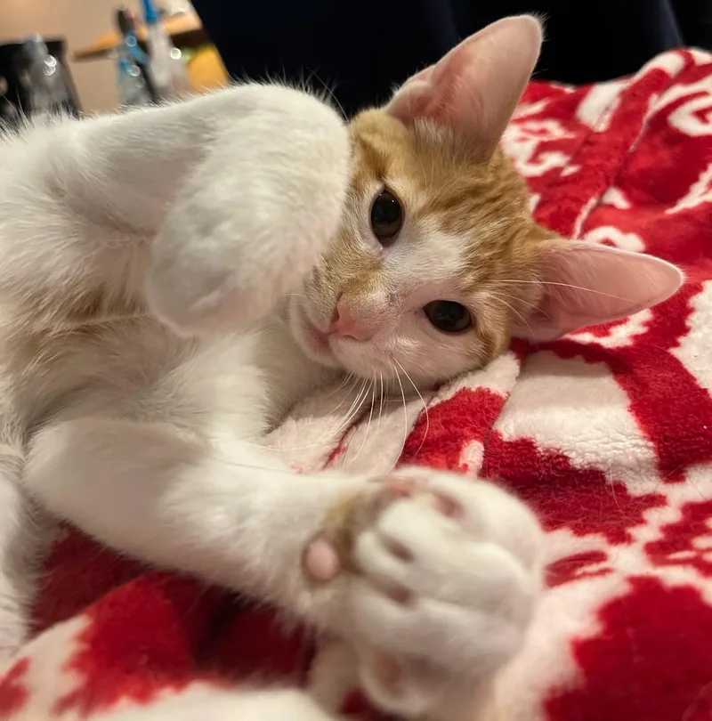 A baby medium-sized male Orange & White Domestic Short Hair cat named Forest for adoption in Lenexa, KS