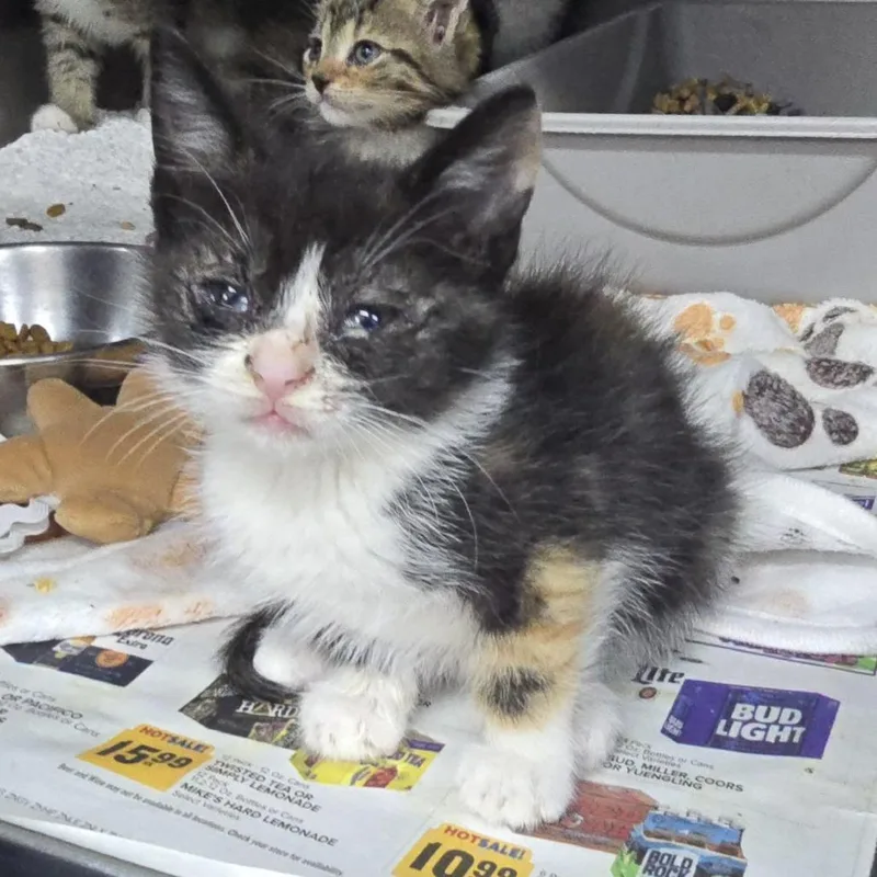 A baby small-sized female Calico Domestic Short Hair cat named Cleo for adoption in Yanceyville, NC