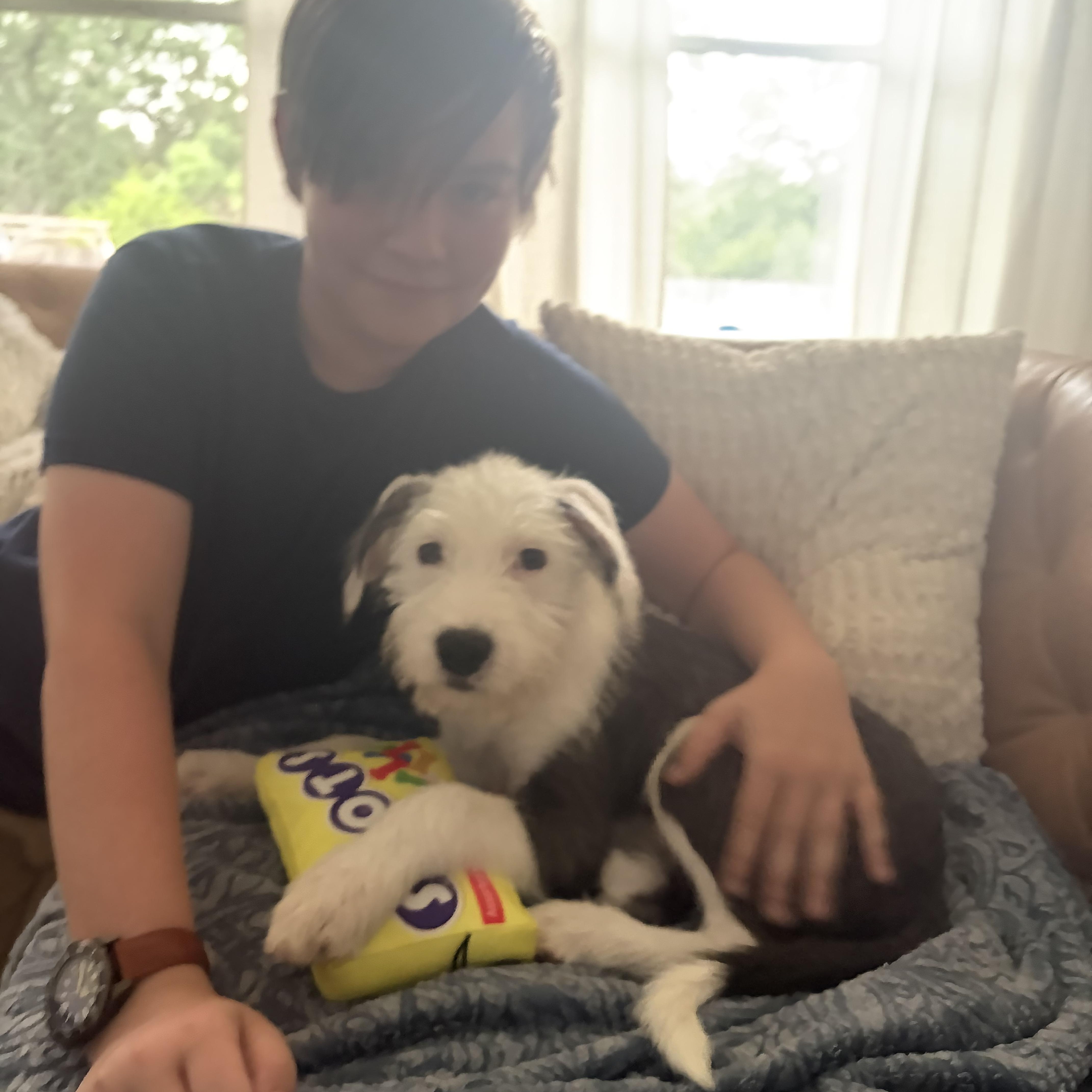 A baby medium-sized female White / Cream Wirehaired Terrier dog named Paisley for adoption in San Antonio, TX