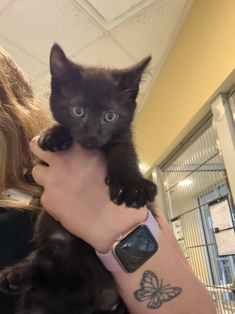 A baby medium-sized male Domestic Short Hair cat named Pickles for adoption in Charleston, SC
