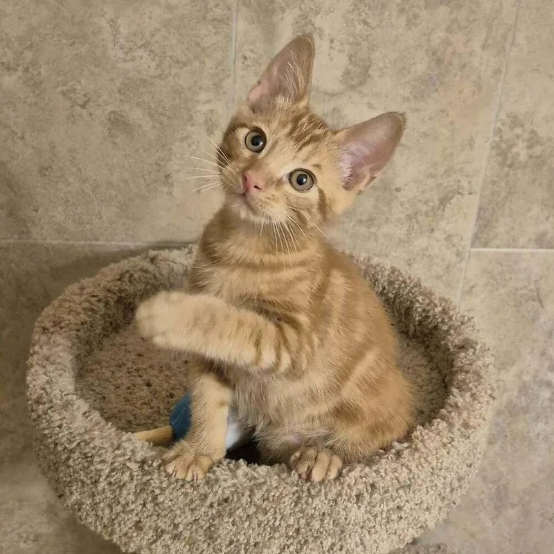 A baby medium-sized male Tabby (Orange / Red) Domestic Short Hair cat named Sgt. Pepper for adoption in tucson, AZ