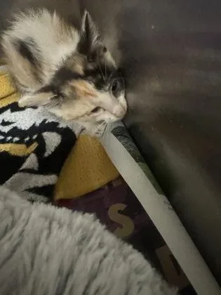 A baby small-sized female Domestic Short Hair cat named Lily for adoption in Farmers Branch, TX