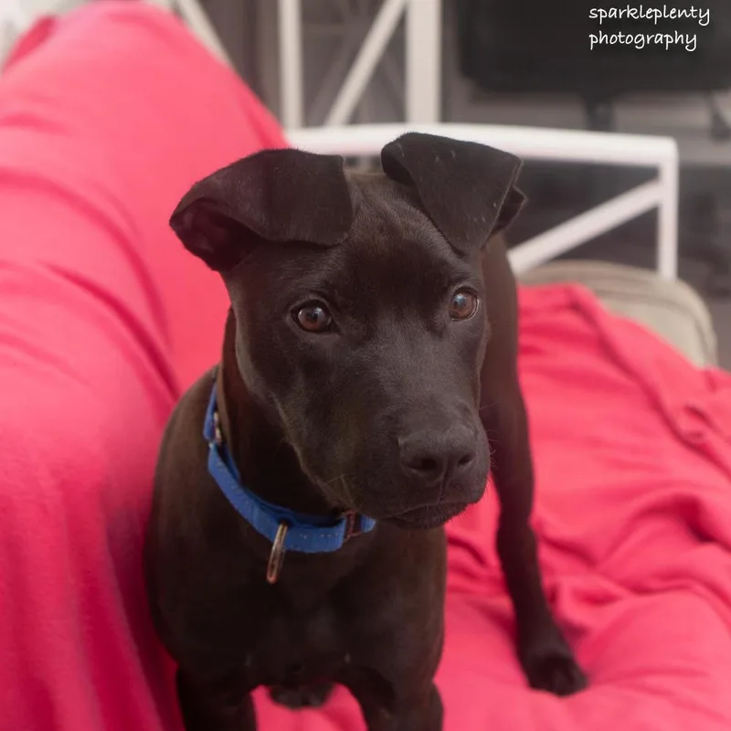 A baby medium-sized male Mixed Breed dog named Champion for adoption in Ridgefield, CT
