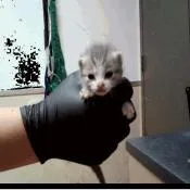A baby small-sized male Gray / Blue / Silver Domestic Short Hair cat named Julian for adoption in Pleasant Hill, CA