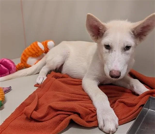 A baby large-sized male Siberian Husky dog named Yeti for adoption in Mesa, AZ