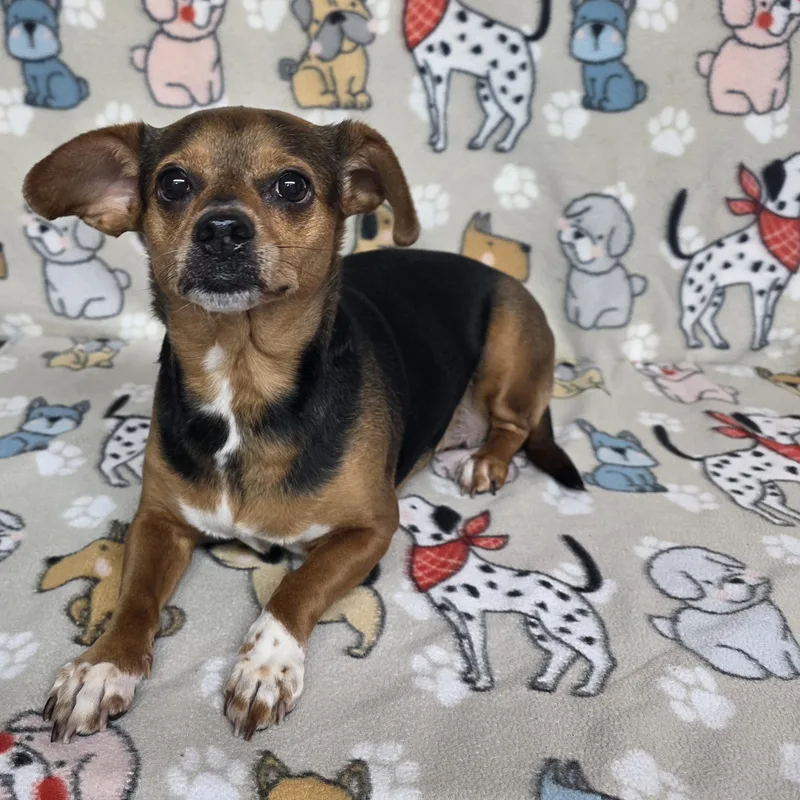 An adult small-sized female Tricolor (Brown, Black, & White) Chihuahua dog named Star for adoption in Dallas, GA