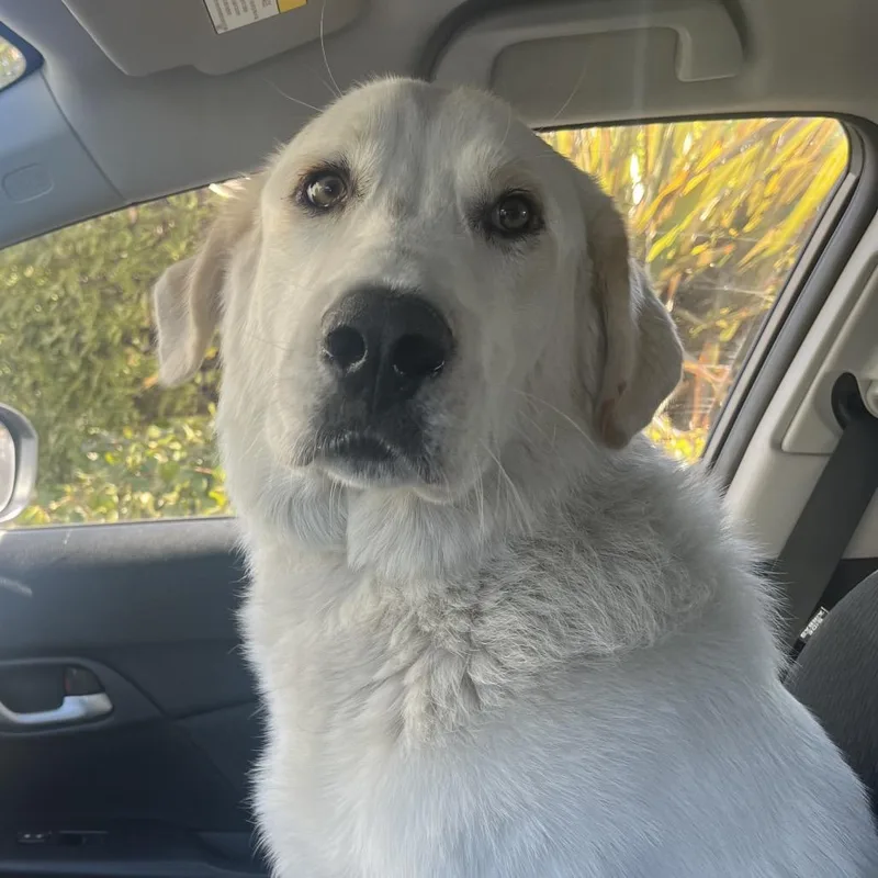 An adult small-sized male White / Cream Great Pyrenees dog named Whitey for adoption in Kensington, CA