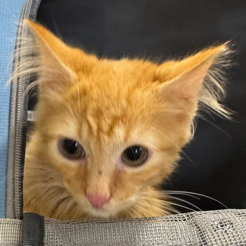 A baby small-sized male Domestic Medium Hair cat named Winston for adoption in Winston-Salem, NC