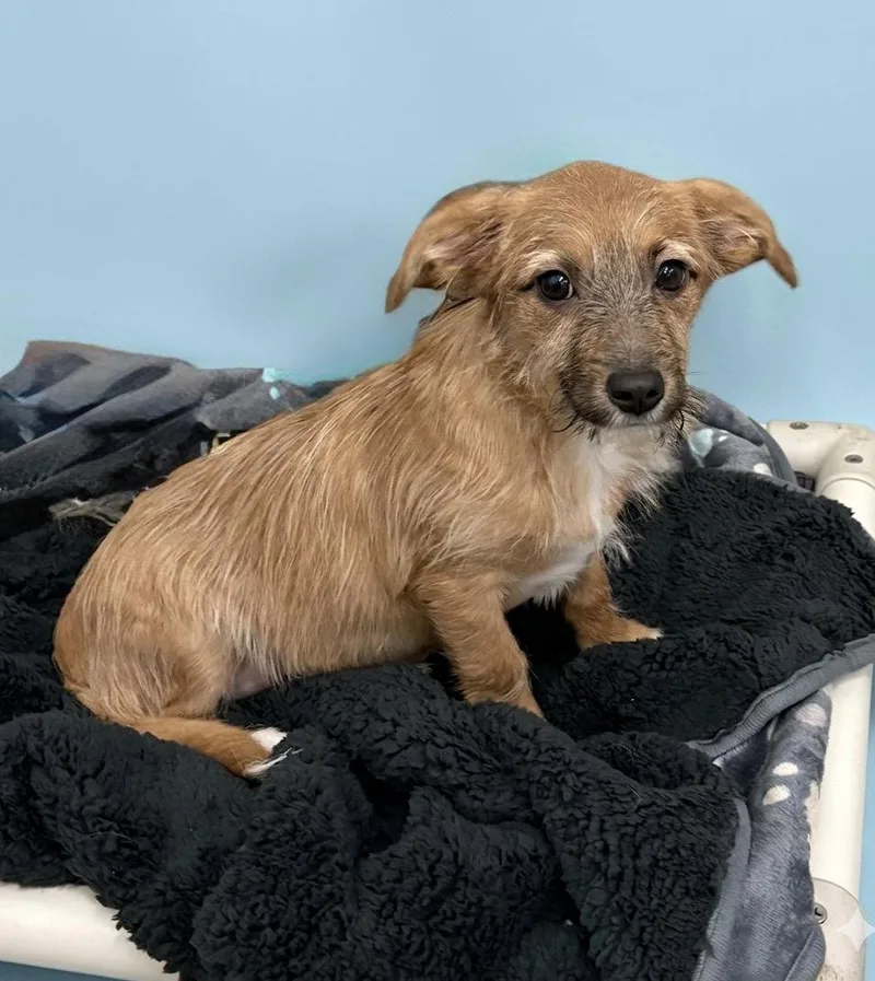 A baby small-sized male Mixed Breed dog named Henry for adoption in Spring Lake, NJ
