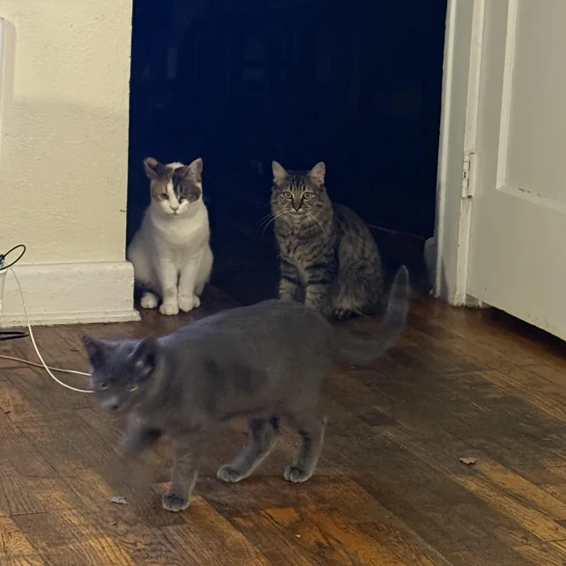 Short Stack thumbnail 2