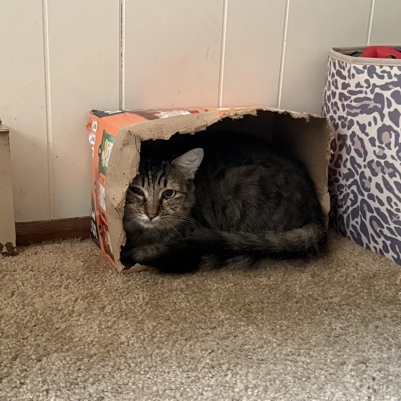 Short Stack thumbnail 3