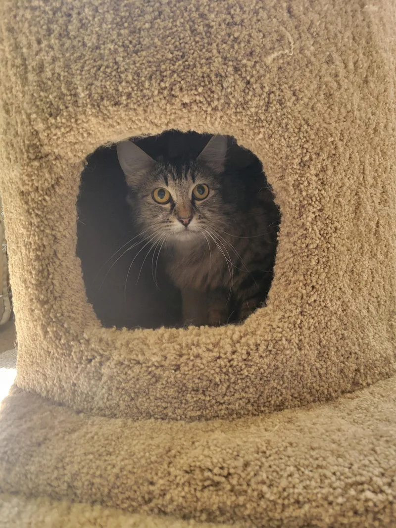 Short Stack thumbnail 4