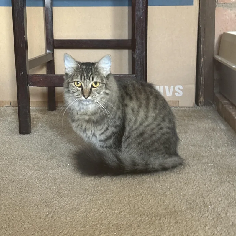 Short Stack thumbnail 5