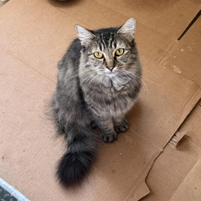 Short Stack thumbnail 6