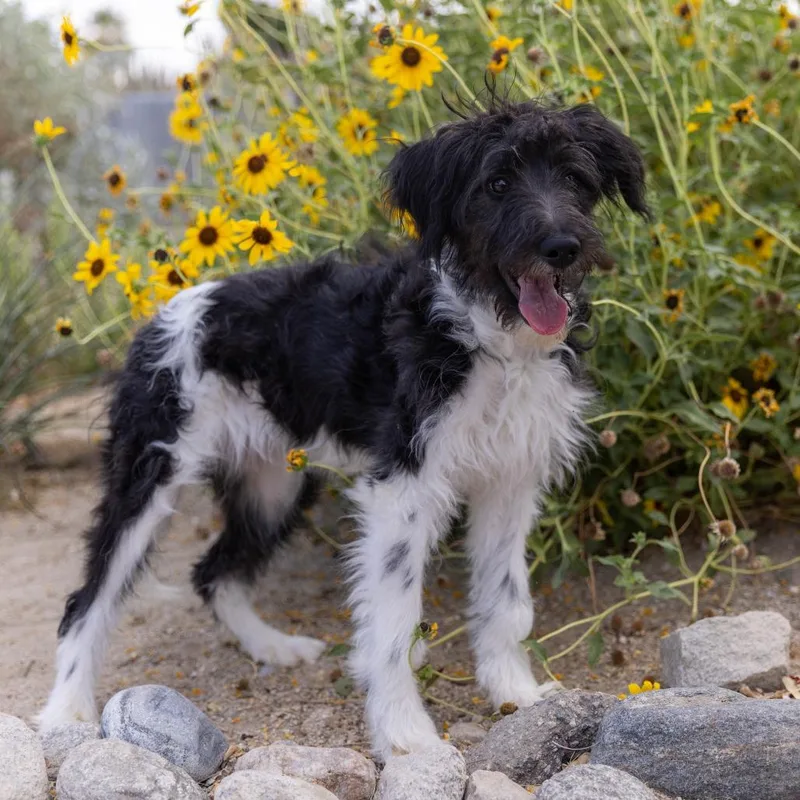A young small-sized female Black Poodle dog named Star for adoption in Palm Springs, CA