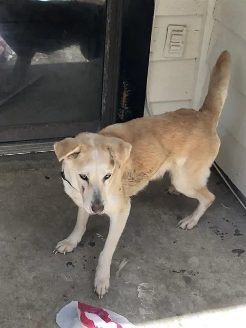 A senior medium-sized female Mixed Breed dog named Bear for adoption in Dallas, TX
