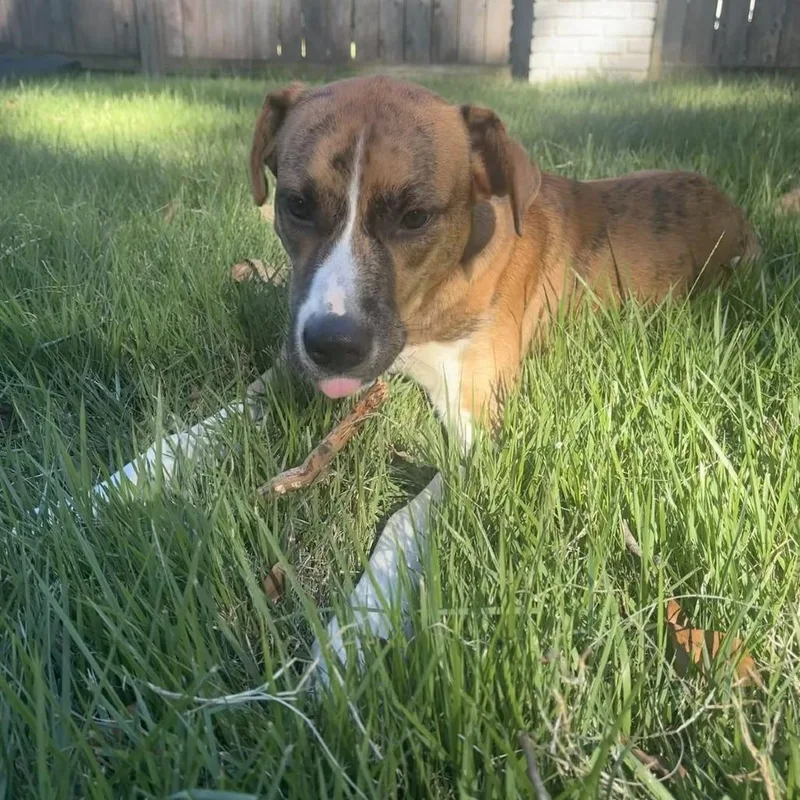 A baby medium-sized male Labrador Retriever dog named Toast for adoption in Cordova, TN