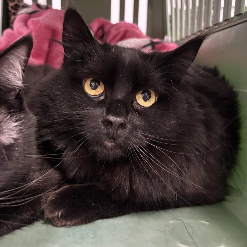 An adult medium-sized female Black Domestic Long Hair cat named May for adoption in Spokane, WA