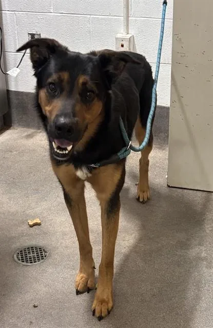 A young large-sized male German Shepherd Dog dog named Ranger for adoption in Upper Marlboro, MD