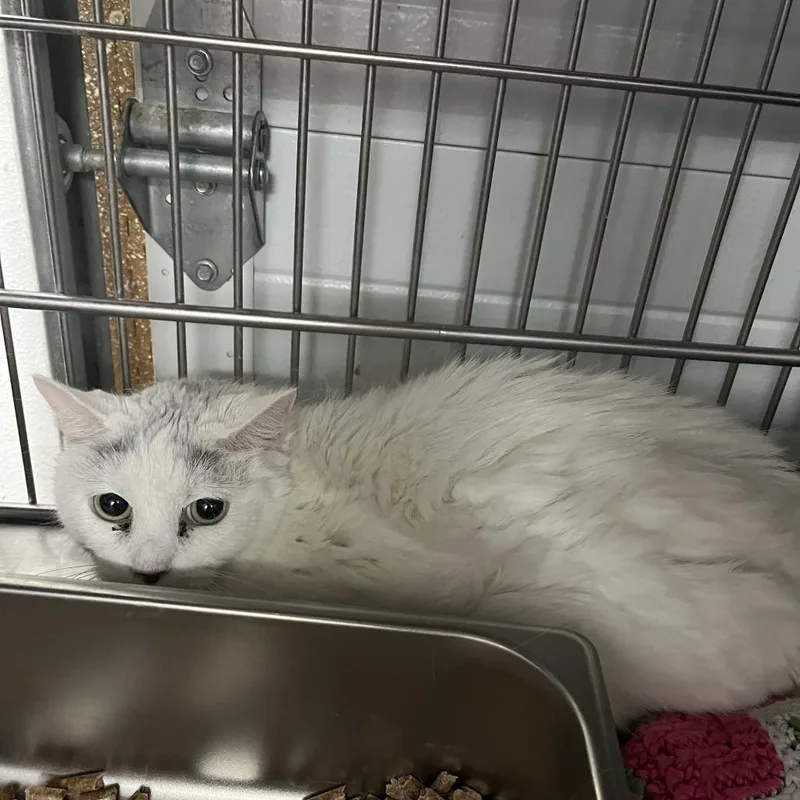 An adult medium-sized female White Domestic Short Hair cat named Little Bit for adoption in Idaho Falls, ID