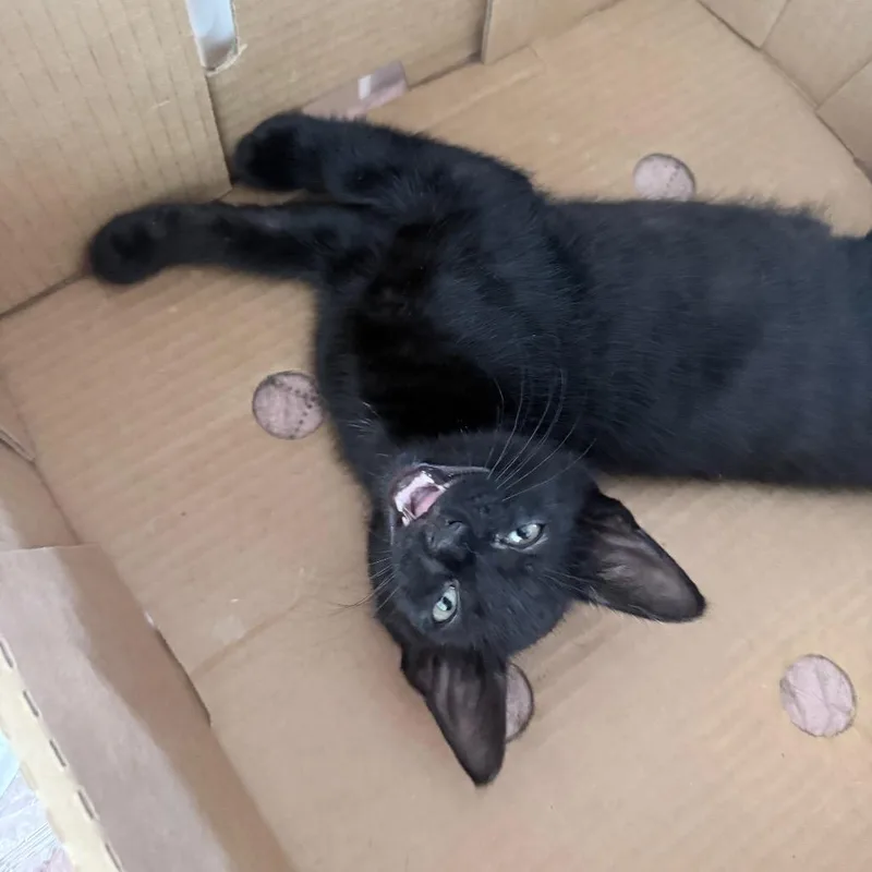 Roosevelt thumbnail 2