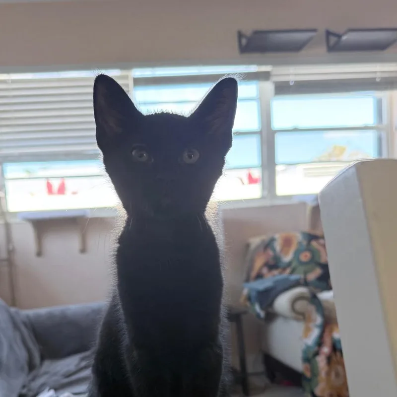 Roosevelt thumbnail 3