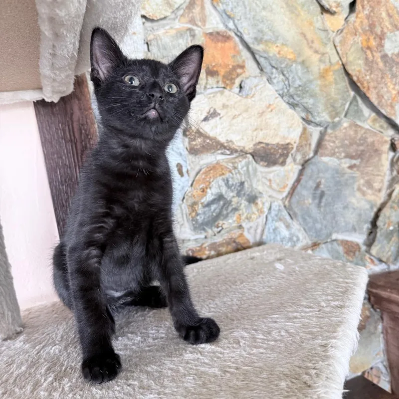 Roosevelt thumbnail 4