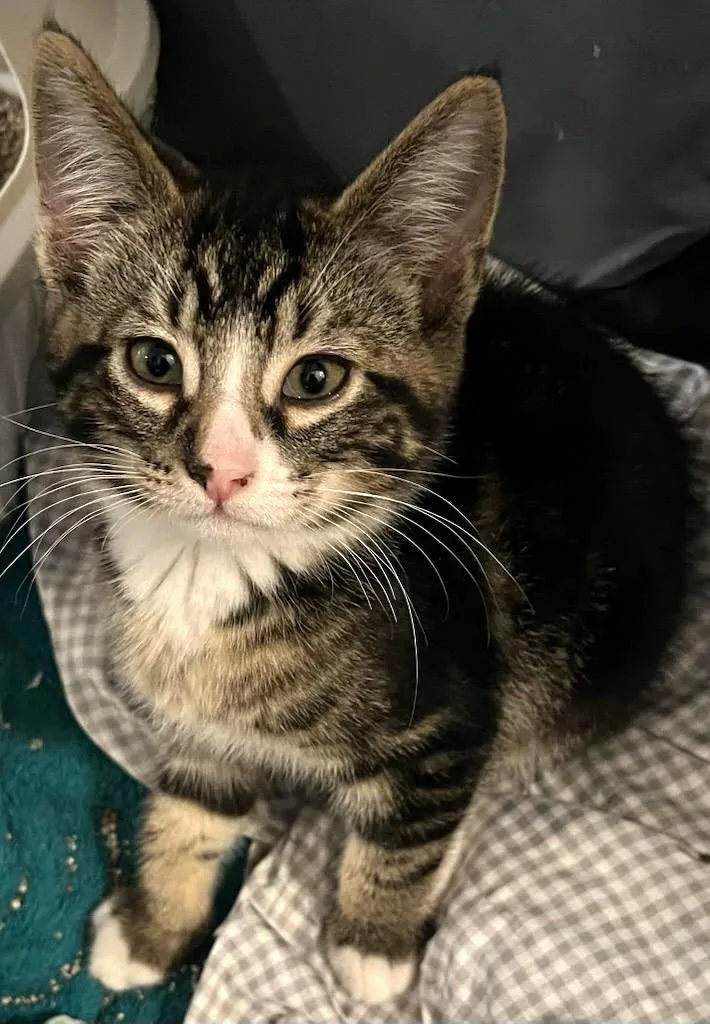 A baby medium-sized female Brown / Chocolate Tabby cat named Pinky for adoption in Bow, WA