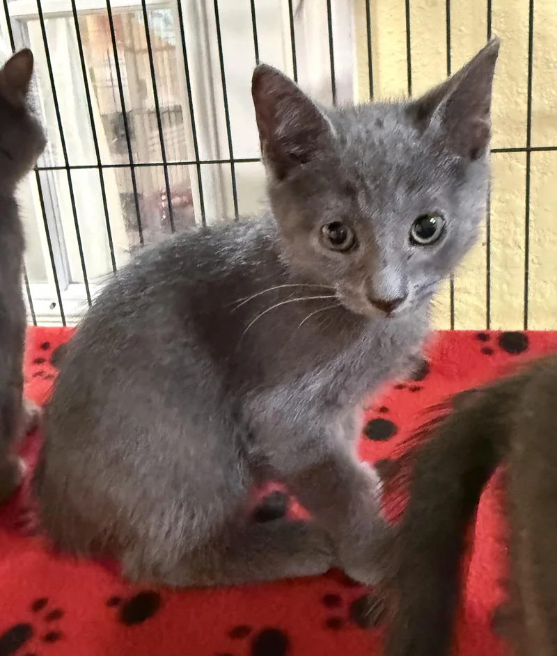 A baby medium-sized male Gray / Blue / Silver Russian Blue cat named Nick for adoption in New Port Richey, FL