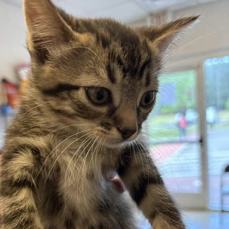 A baby small-sized female Brown / Chocolate Domestic Short Hair cat named Rebel for adoption in Gloucester, VA