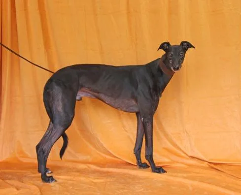 An adult large-sized male Greyhound dog named Belle Extra for adoption in Douglasville, GA