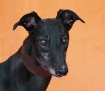 Belle Extra thumbnail 3