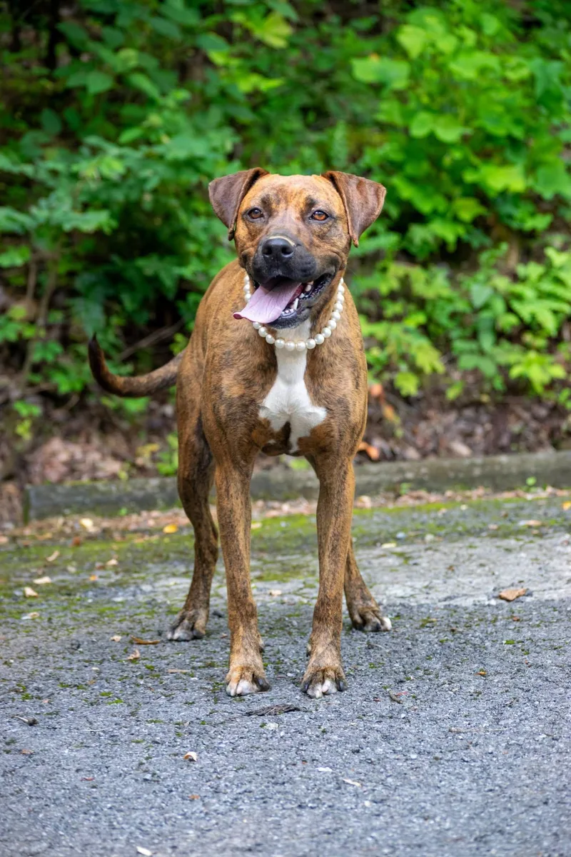 An adult medium-sized female Brindle Boxer dog named Laila Ali for adoption in Sevierville, TN