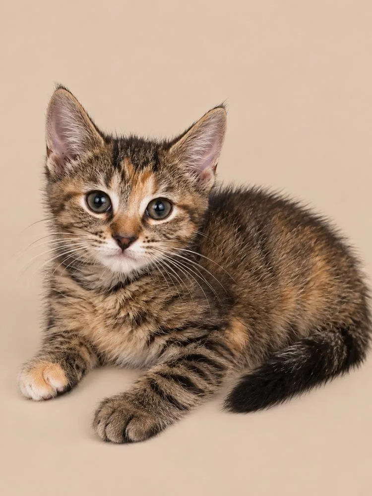A baby medium-sized female Domestic Short Hair cat named Sencha for adoption in Emerald Isle, NC