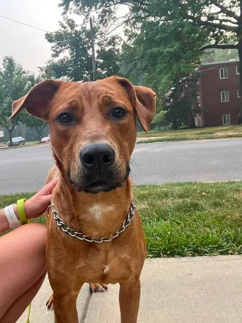 A young medium-sized male Red / Chestnut / Orange Mixed Breed dog named Lion for adoption in Parma, OH