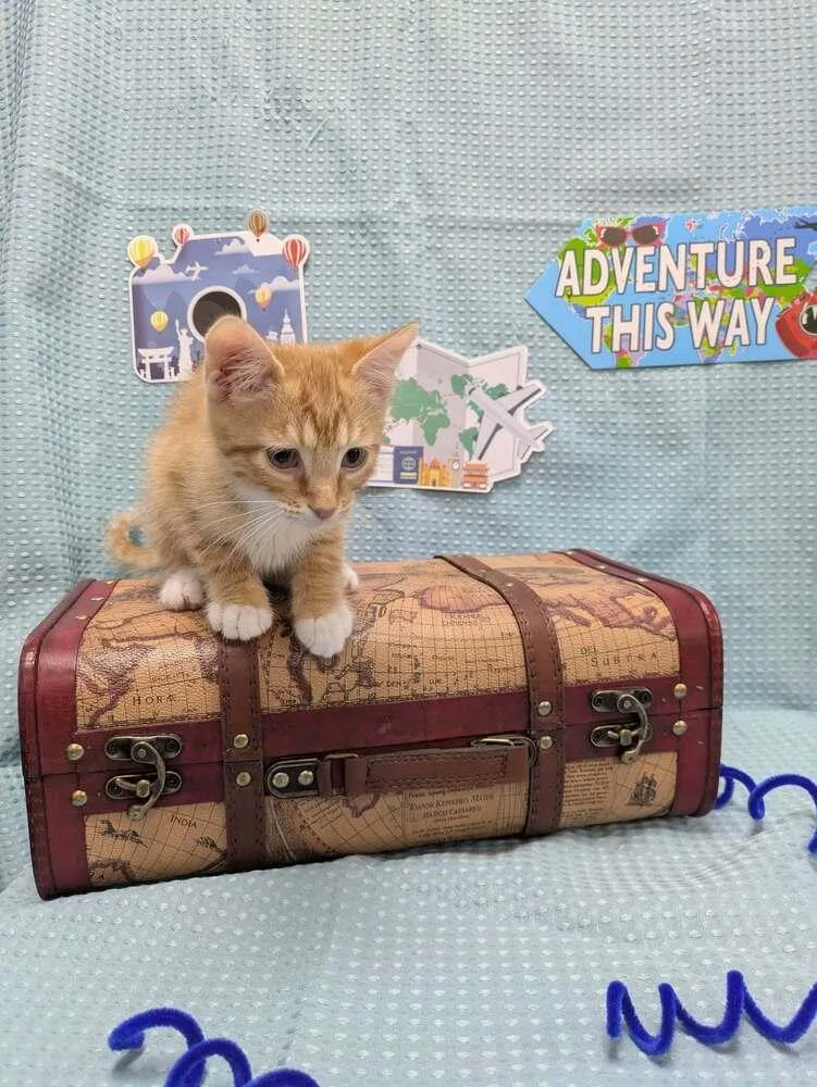 A baby small-sized male Orange & White Domestic Short Hair cat named Mustard for adoption in Raleigh, NC