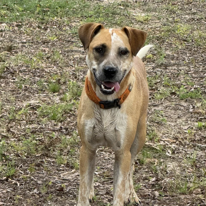 A young medium-sized male Golden Black Mouth Cur dog named Maynard for adoption in Holly Springs, MS